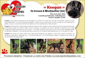 Consultez nos 201345 annonces de particuliers et professionnels sur leboncoin. Keegan Chiot Berger Hollandais A Adopter Dans La Region Languedoc Roussillon