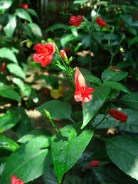 Image result for Ruellia brevifolia