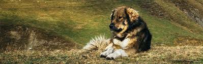 Mccomas has three other veterinarians and a social worker trained in pet loss and grief support. Circle Of Animals Dr Amy Norton Denver Colorado Front Range Mobile Vetinary Services