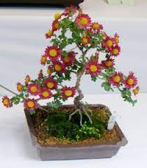 We have concluded 5672 relevant buyers and 3969 suppliers, mum bonsai import and export data. Flower Of The Month The Chrysanthemum
