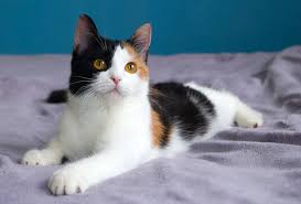 Free for commercial use no attribution required high quality images. Calico Cats Guide Including A Quiz Thecatsite Articles