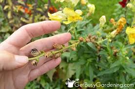 We did not find results for: How To Harvest Collect Seeds From Your Garden Get Busy Gardening
