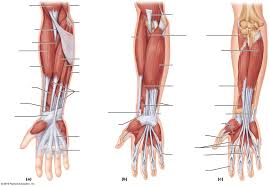 The muscles of the forearm and wrist, and shoulder muscles are also the muscles of the upper limb, but sombodey parts of the arm. Lab 6 Muscles Of The Forearm Diagram Quizlet