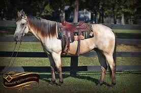 The latest ones are on may 27, 2021 6 new buckskin horses for sale in oklahoma results have been found in the last 90 days, which means that every. Western Horses For Sale Horse Of My Dreams