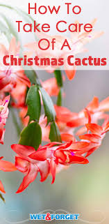 Best christmas cactus potting soils. How To Care For A Christmas Cactus Life S Dirty Clean Easy