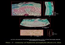 Image result for Tephrosia pentaphylla