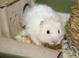 Users can search by image, by keyword, or by the url of the picture to find similar images, memes, profile pictures, and wallpapers along with their location and ownership information. Hamster Body Languages Hamsters Amino
