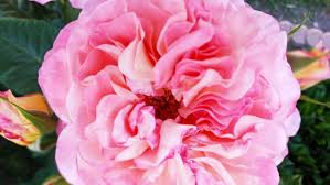 Der Garten von Manfred und Gisela Stoll