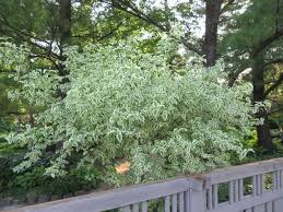 Variegated Corneliancherry Dogwood Cornus Mas Variegata Woody Tree Dogwood Botanical Gardens Snow In Summer