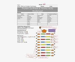 Ok, so everyone knows that dna is the genetic code, but what does that mean? Protein Synthesis Worksheet Exercises Key Free Transparent Png Download Pngkey