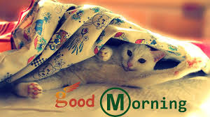 Funny friend captions for instagram. Good Morning Wishes With Cat Pictures Images