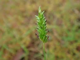 Image result for Sacciolepis indica