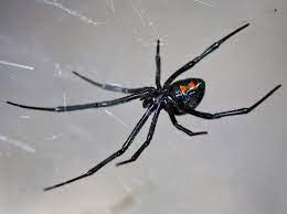 7 Most Dangerous Animals In Ohio Deadly Wildlife Explored