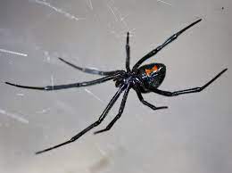 Black widows can also use a special poison that paralyzes foes in their tracks. Latrodectus Wikipedia