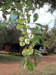 Image result for Combretum