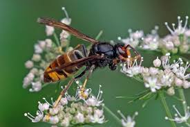 Podem ser encontrados, normalmente, em árvores com mais de 5 m de altura e entre a folhagem. Asian Hornet Wikipedia