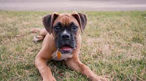 An unimaginable talent without rivalry. The 123 Most Popular Boxer Names Of 2020 The Dog People