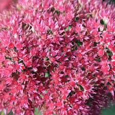 They store water in their thick succulent leaves which enables them to be extremely drought tolerant too! Buy Stonecrop Syn Sedum Hylotelephium Spectabile Brilliant Group Brilliant 17 99 Delivery By Crocus