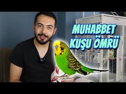 Kedi Tirnak Kesimi En Kolay Yontem Kedi Tirnagi Nasil Kesilir Youtube