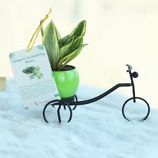 We are th best service provide for indor plnats for corporate offices and hotels. Office Desk Plants Online Office Table Plants Floweraura