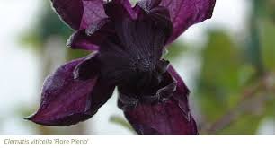 With a long life bouquet, your gesture of goodwill becomes timeless. Gardening Features From Crocus Co Uk Long Flowering Plants For Your Garden