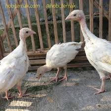 Ayam Kalkun Royal Palm Umur 2 Bulan 1 Jantan 2 Betina Persiapan Kirim Ke Bandung Ayamkalkun Ternakayamkalkun Jualayamkalkun Kalkunput Photo Animals Bandung