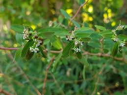 Image result for Euphorbia hypericifolia