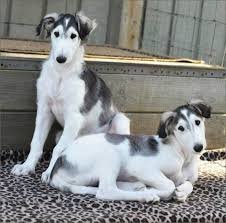 Males stand at least 28 inches (71 cm) and females 26 inches (66 Borzoi