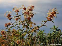 Image result for Clerodendrum capitatum
