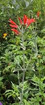 Image result for Dicliptera pumila