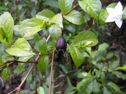 Image result for Heinsia