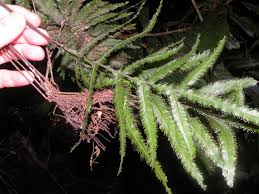 Image result for Trichomanes