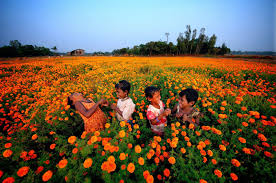 How to grow marigold from seeds in india. A Blog About Gardening Plants Horticulture Wildlife Animals And The Environment How To Grow Marigolds Growing Marigolds Marigolds From Seed