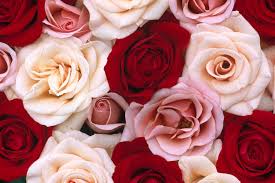 Please contact us if you want to publish a red 4k uhd wallpaper on our site. Red And Pink Roses Wallpapers Top Free Red And Pink Roses Backgrounds Wallpaperaccess
