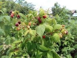 Zmeura se coace si e gata de recoltare incepand cu mijlocul lunii iulie. ZmeurÄƒ UriaÈ™Äƒ Afacere De Succes A Unei Familii Din Dolj Ziarul Agricol