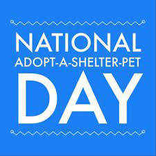 Arrange a fund raiser for the shelter home, we all need to help more and more animals get their forever homes. Plinth Chintz National Adopt A Shelter Pet Day Plinth Chintz