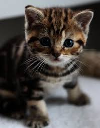 Baby animals cat lovers cute cats crazy cats cute animals cute animal pictures kittens cutest feline cat pics. Cute Kitten Images Download Kitten