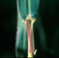 Image result for Styppeiochloa gynoglossa