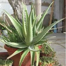 Découper une feuille d'aloe vera au niveau de la base, de façon à obtenir plus de 8 cm. Aloe Vera Barbadensis Miller Vente En Ligne De Plants De Aloe Vera Barbadensis Miller Pas Cher Leaderplant