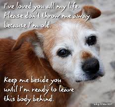Please Don T Dump Your Senior Pet At A Shelter Old Dogs Animal Shelter Pets