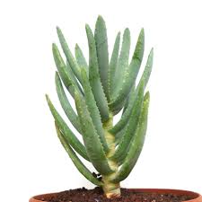 Image result for Aloidendron