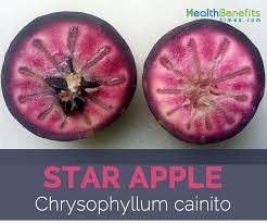 Star apple (chrysophyllum cainito) is one of the exotic fruits from the family of sapotaceae and originated from caribbean but now this fruit is widely cultivated in most of tropical countries.however, it is not type of fruit you could find easily in the grocery stores. Star Apple Facts And Health Benefits