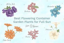 Outdoor plants outdoor gardens full sun flowers silk flowers purple flowers orquideas cymbidium container flowers full sun container plants full sun planters. 8 Best Flowering Container Garden Plants For Sunny Areas
