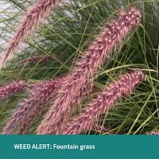 Image result for Cenchrus setaceus