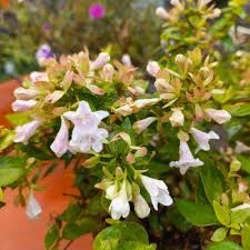 Image result for Heteromorpha involucrata