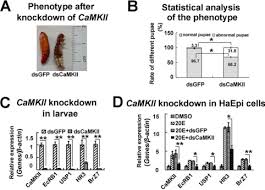 Top pest control services in austin, tx. The Steroid Hormone 20 Hydroxyecdysone Via Nongenomic Pathway Activates Ca2 Calmodulin Dependent Protein Kinase Ii To Regulate Gene Expression Journal Of Biological Chemistry