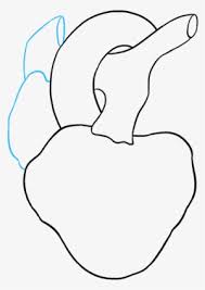Maybe you would like to learn more about one of these? How To Draw Human Heart Drawing Transparent Png 680x678 Free Download On Nicepng