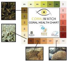 1 Coral Colour Chart Used For Quantifying The Changes In