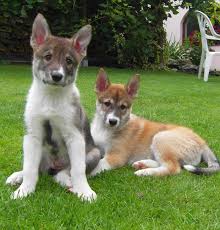 Image result for západosibiřská lajka