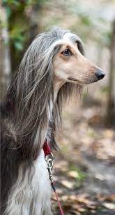 The breed is selectively bred for its unique features in the cold mountains of afghanistan. Afghan Hound Dog Breed Information Characteristics Daily Paws